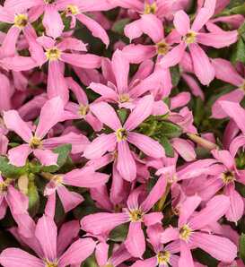 Stardiva™ Pink - Fan Flower - Scaevola aemula