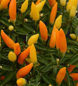 Sedona Sun - Ornamental Pepper - Capsicum annuum