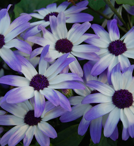 Senetti® Light Blue Bicolor - Cineraria - Pericallis hybrid