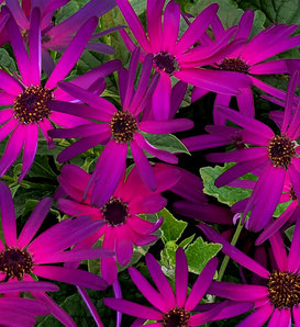 Senetti® Radiant Purple - Cineraria - Pericallis hybrid