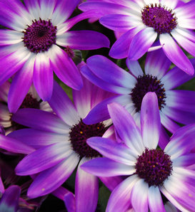 Senetti® Violet Bicolor - Cineraria - Pericallis hybrid
