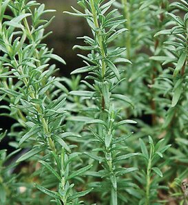 Shish Kabob™ - Rosemary - Rosmarinus officinalis