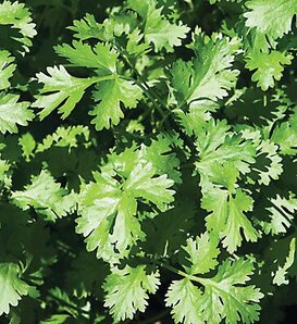 Simply Salsa™ - Large Leaf Cilantro - Coriandrum sativum