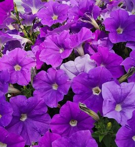 Surfinia® Sky Blue II - Petunia  