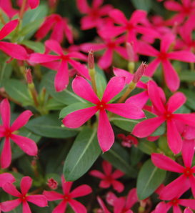 Soiree Kawaii® Red Shades - Vinca - Catharanthus hybrid