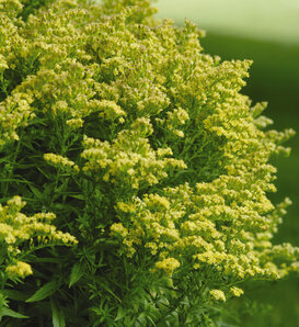 Solidago 'Dansolitlem' LITTLE LEMON - Goldenrod - Asteriscus asteraceae