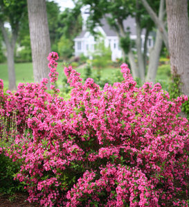 Sonic Bloom® Pink - Reblooming Weigela - Weigela florida