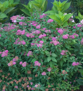 Double Play® Artisan® - Spirea - Spiraea japonica
