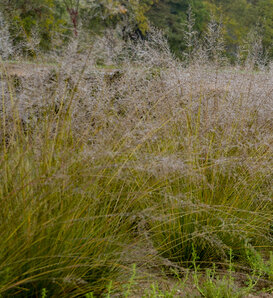 'Gone With The Wind' - Prairie Dropseed, Ornamental Grass - Sporobolus heterolepis