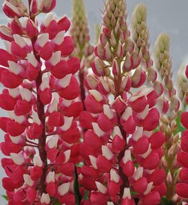 Staircase™ Red & White - Lupine - Lupinus polyphyllus