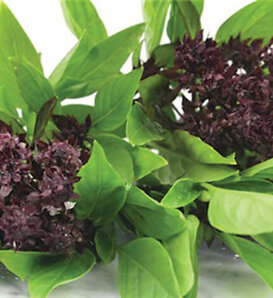 Stir Fry Thai™ - Basil - Ocimum basilicum