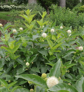 Sugar Shack® 2.0 - Buttonbush - Cephalanthus occidentalis