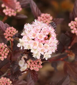 Summer Wine® Rosé - Ninebark - Physocarpus opulifolius
