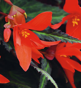 Summerwings® Ebony and Orange - Tuberous Begonia - Begonia hybrid