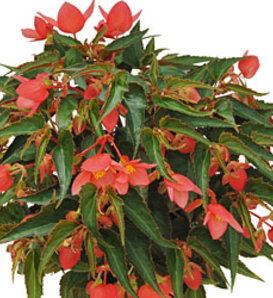 Summerwings® Pink Elegance - Tuberous Begonia - Begonia boliviensis