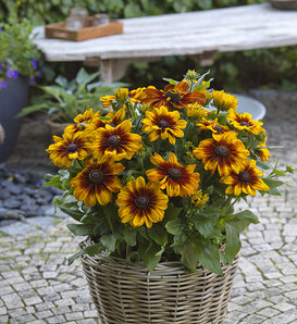 Sunbeckia® Luna - Black-Eyed Susan - Rudbeckia hirta