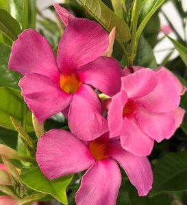 Sundenia® SUPREMA Vivid Pink - Dipladenia hybrid
