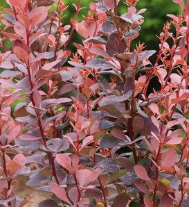 Sunjoy Plum Pillar™ - Barberry - Berberis thunbergii