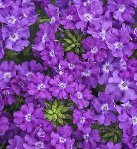 Superbena® Violet Ice - Verbena hybrid