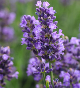 'SuperBlue' - English Lavender - Lavandula angustifolia
