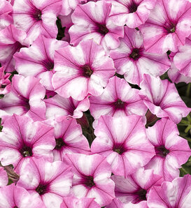 Supertunia Mini Vista® Pink Star - Petunia hybrid