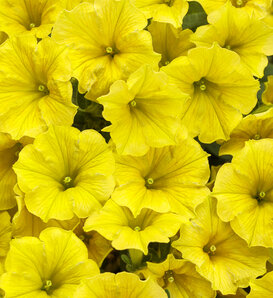 Supertunia Mini Vista® Yellow - Petunia hybrid