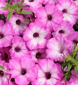 Supertunia Tiara™ Pink - Petunia hybrid