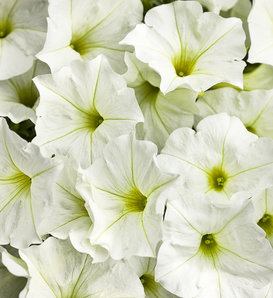 Supertunia® White - Petunia hybrid