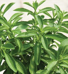 Sweet Leaf - Stevia rebaudiana