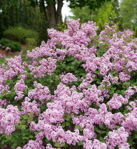 Bloomerang® Purpink - Reblooming Lilac - Syringa x pubescens