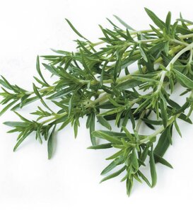 Taste of Summer - Savory - Satureja hortensis