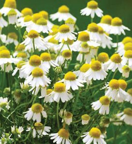 Tea Time™ - Chamomile - Matricaria recutita