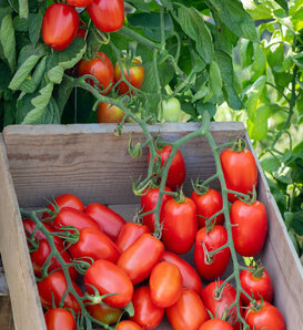 Tempting Tomatoes® Simmer - Roma Tomato - Solanum lycopersicum