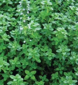 Thyme for Everything™ - Thymus vulgaris