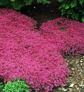 Coccineus - Red Creeping Thyme - Thymus praecox