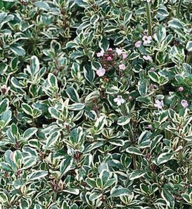 Tiny Dancer™ - Thyme - Thymus citrodorus 'Argentus'