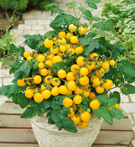 Tempting Tomatoes® Patio Sunshine - Cherry Tomato - Solanum lycopersicum