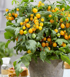 Sweet Ascent™ Grace - Dwarf Tomato - Solanum lycopersicum