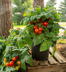 Sweet Ascent™ Jo - Dwarf Tomato - Solanum lycopersicum