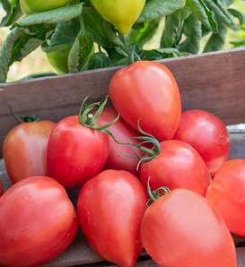 Tempting Tomatoes® Rugby - Oxheart Tomato - Solanum lycopersicum