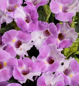 Catalina® Pink - Wishbone Flower - Torenia hybrid