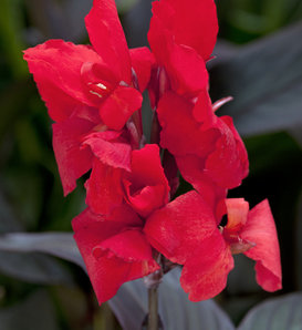 Toucan® Scarlet (Retired May 2023) - Canna Lily - Canna generalis