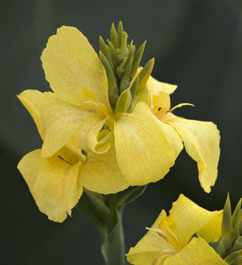 Toucan® Yellow - Canna Lily - Canna generalis