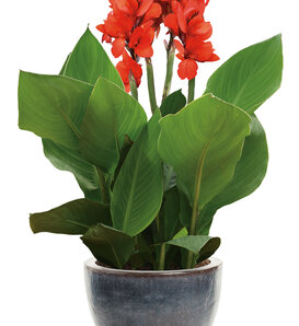 Toucan® Scarlet - Canna Lily - Canna generalis