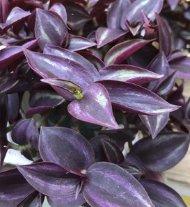 Purple Spiderwort - Tradescantia zebrinus
