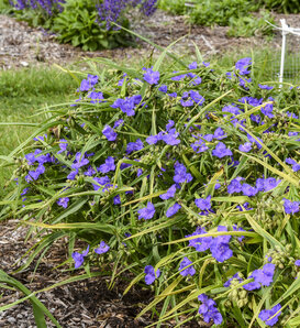 'Web Designer' - Spiderwort - Tradescantia hybrid
