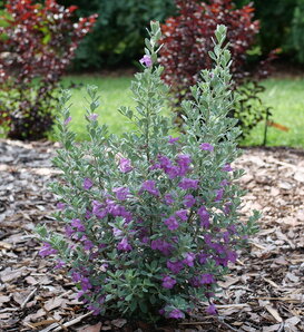 Trailblazer™ - Texas Sage - Leucophyllum  