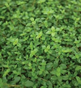Twist of Lemon™ - Thyme - Thymus citrodorus
