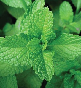 Twist of Peppermint™ - Mint - Mentha x piperita