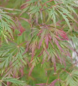Uncommon Thread™ - Japanese Maple - Acer palmatum